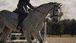 Horse Hitman